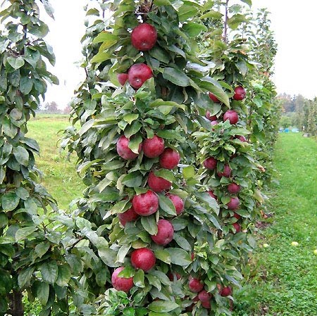 Яблоня домашняя Московское Ожерелье колоновидная